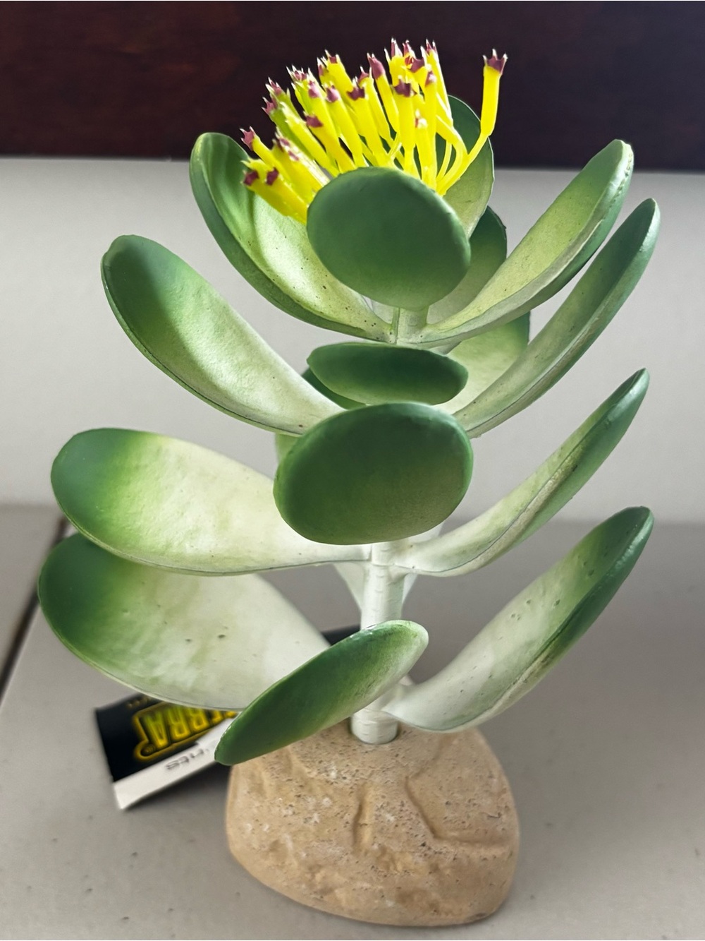 Exo Terra Desert Reptile Terrarium Plant Decor Jade Cactus